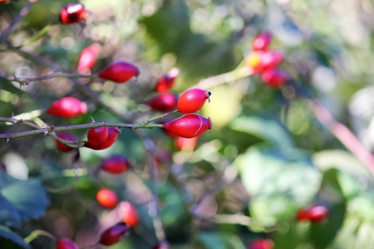 rose hip autumn red berries free photo