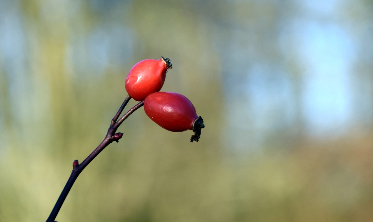 rose hip red nature free photo