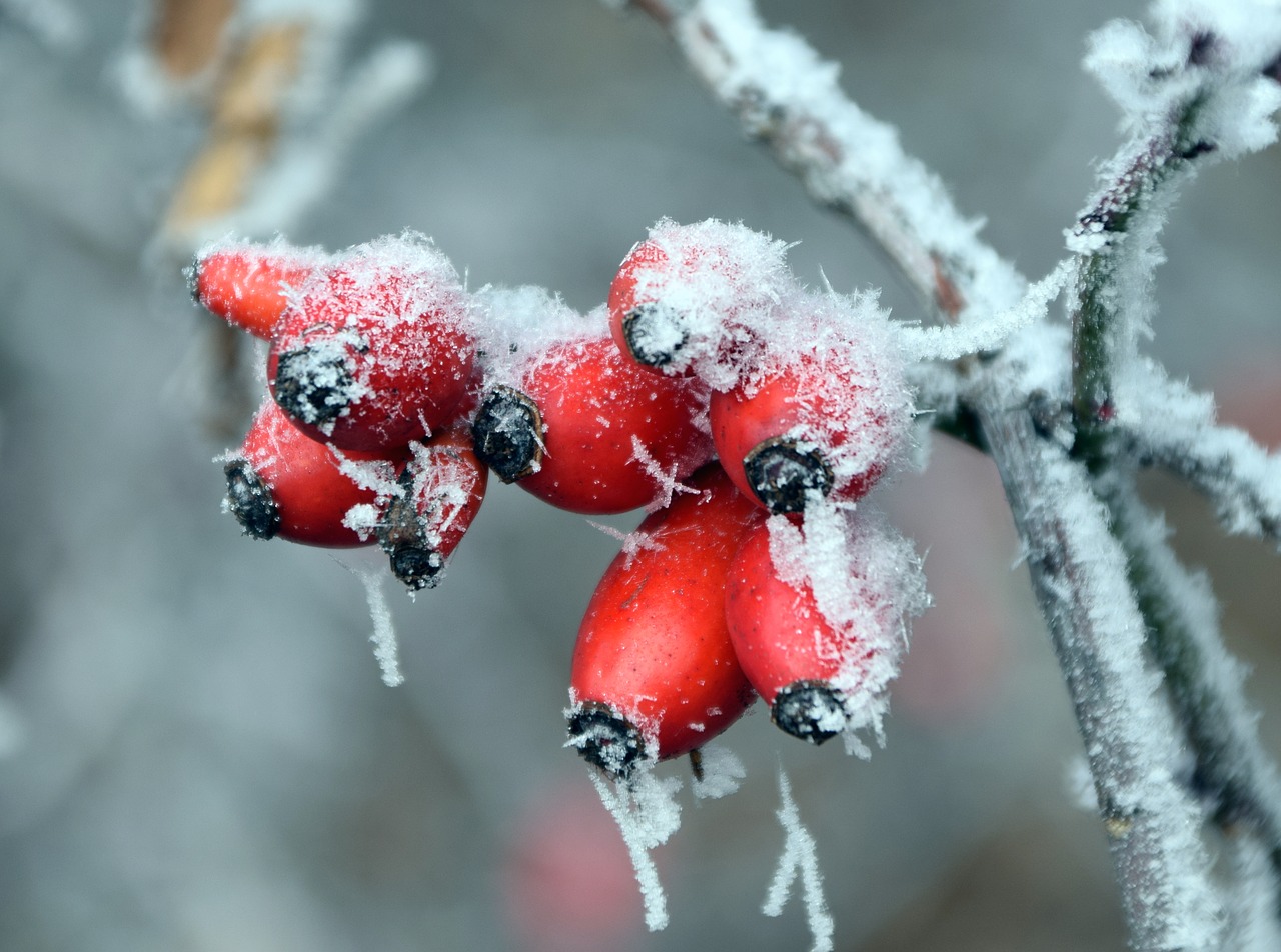 rose hip winter cold free photo