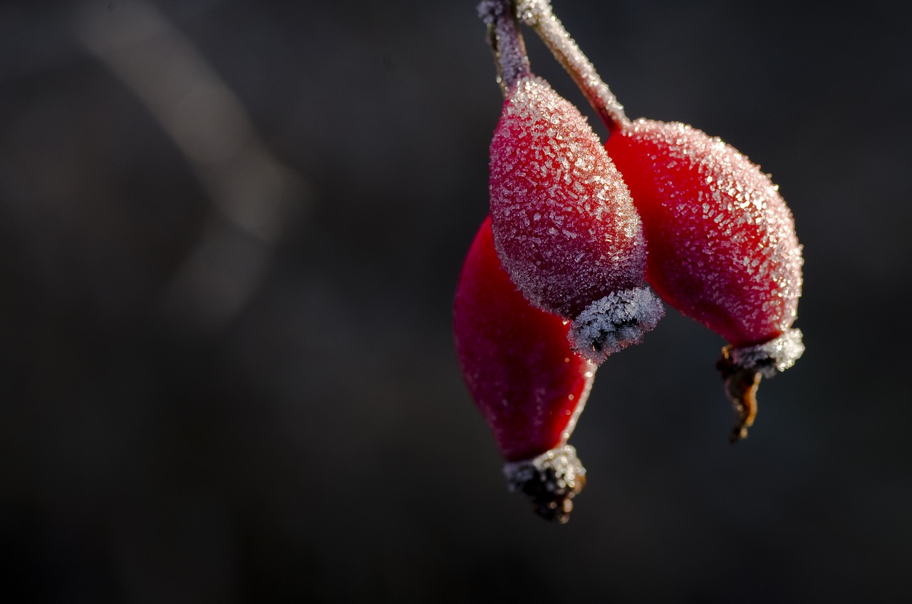 rose hip hiffe frost free photo