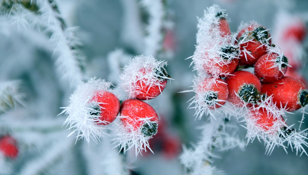 rose hip frost winter free photo
