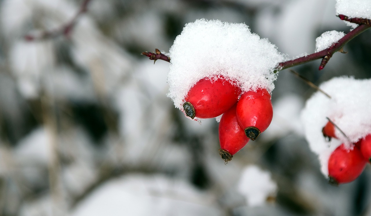 rose hip winter cold free photo