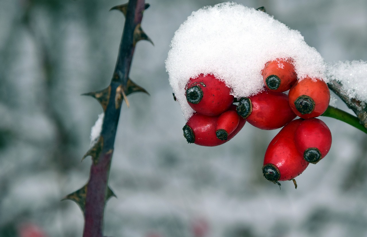 rose hip winter cold free photo