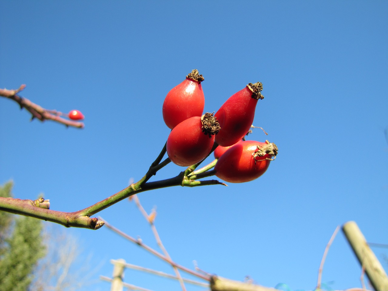 rose hip sky wild rose free photo