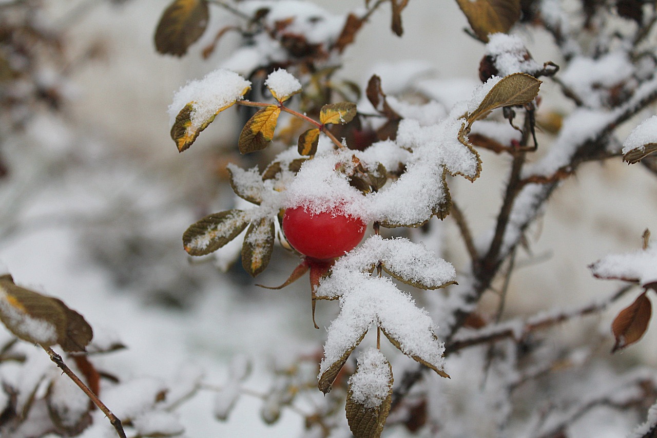rose hip the first snow red berries free photo