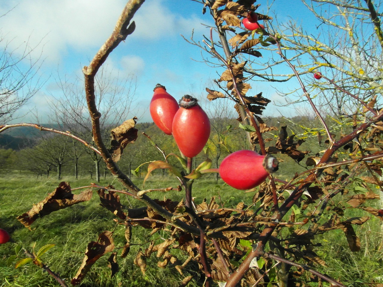 rose hip red wild free photo