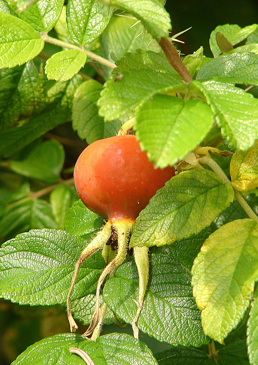 rose hip fruit red free photo