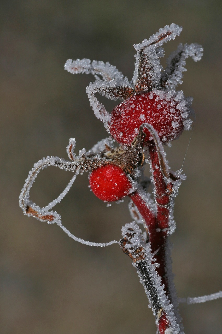 rose hip fruit plant free photo