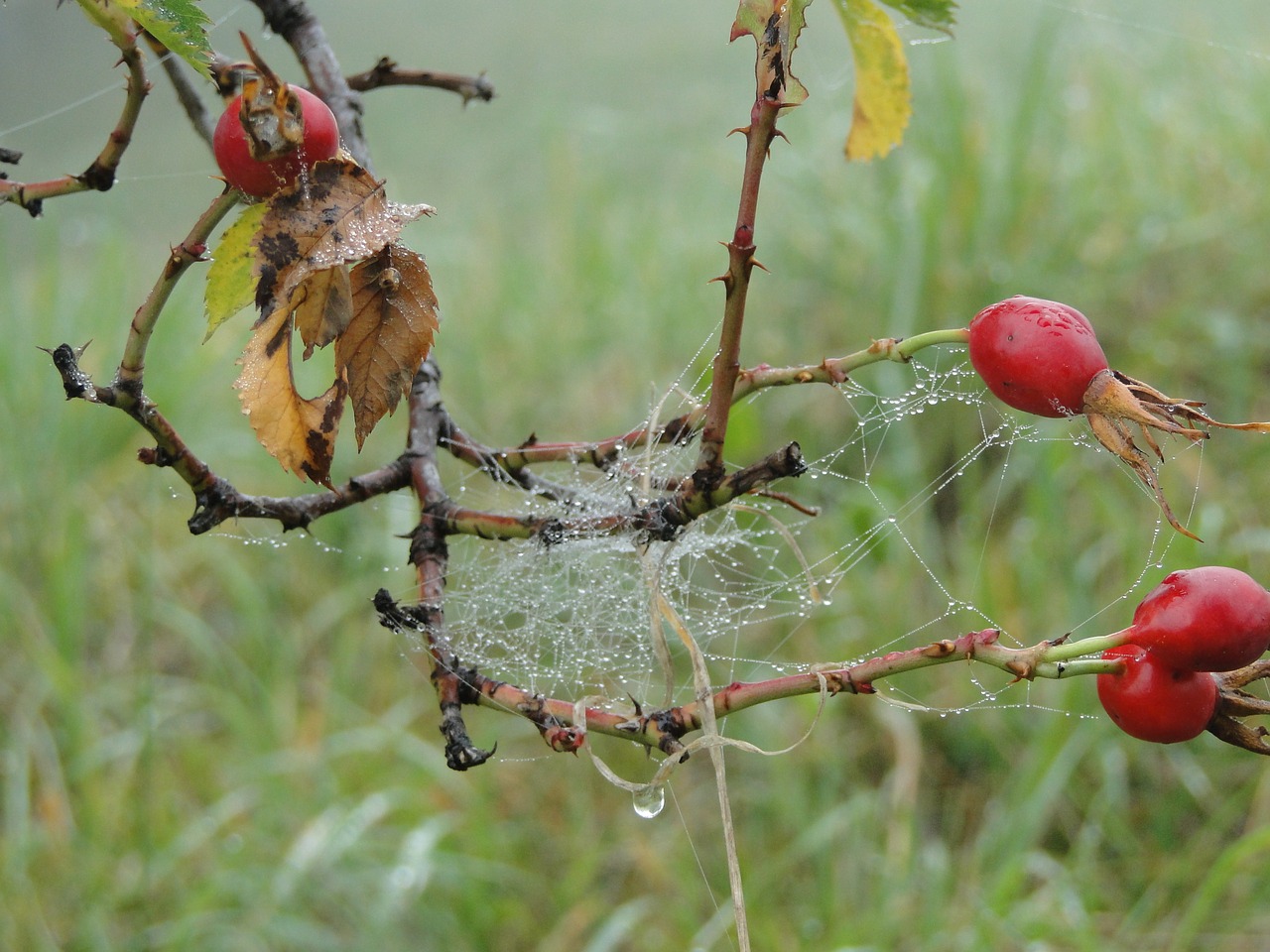 rose hip autumn fog free photo