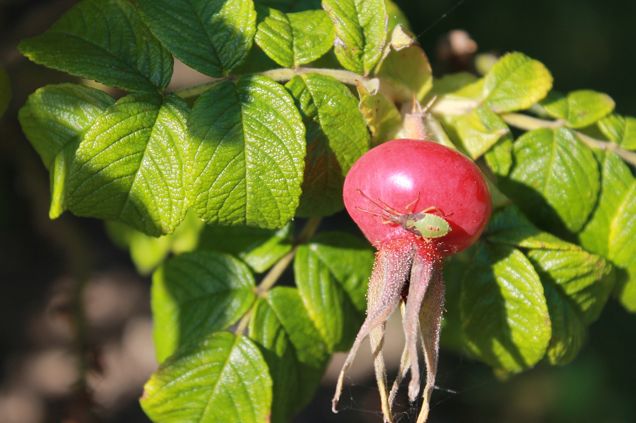 rose hip berry nature free photo