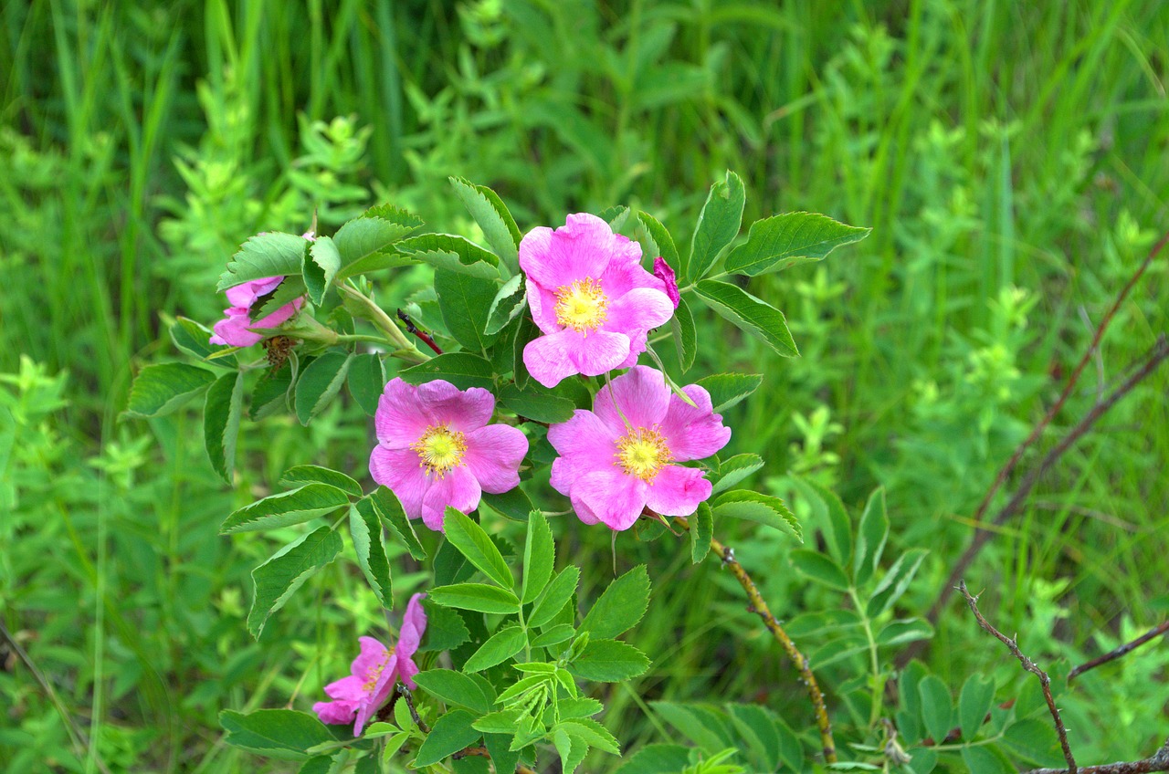 rose hip herbs bloom free photo