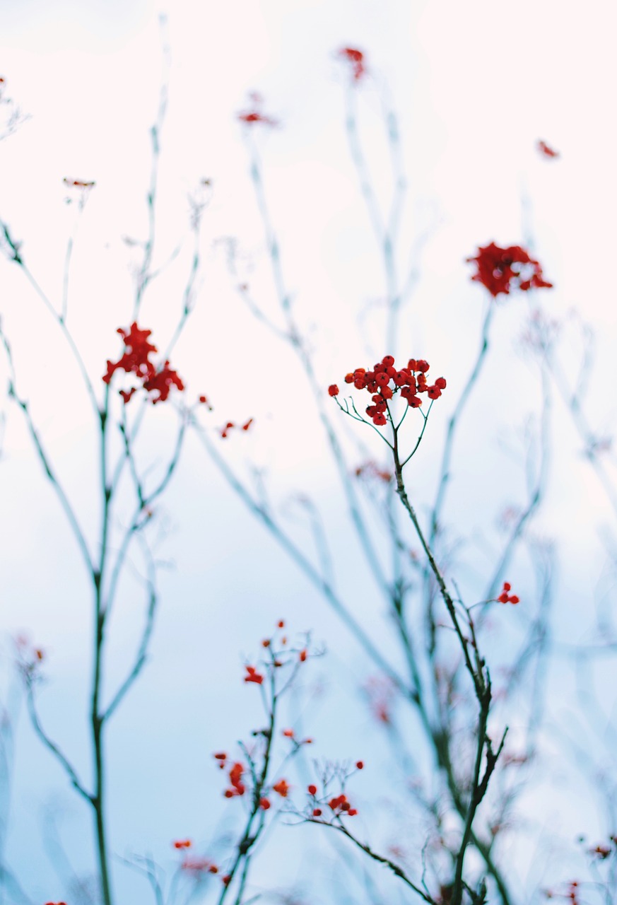 rose hip plant nature free photo