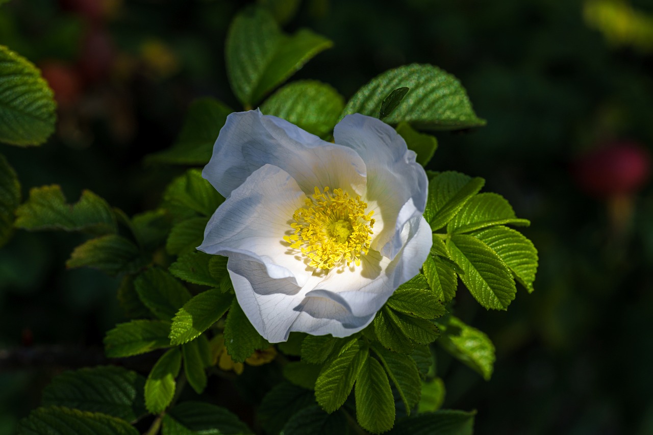 rose hip wild rose nature free photo