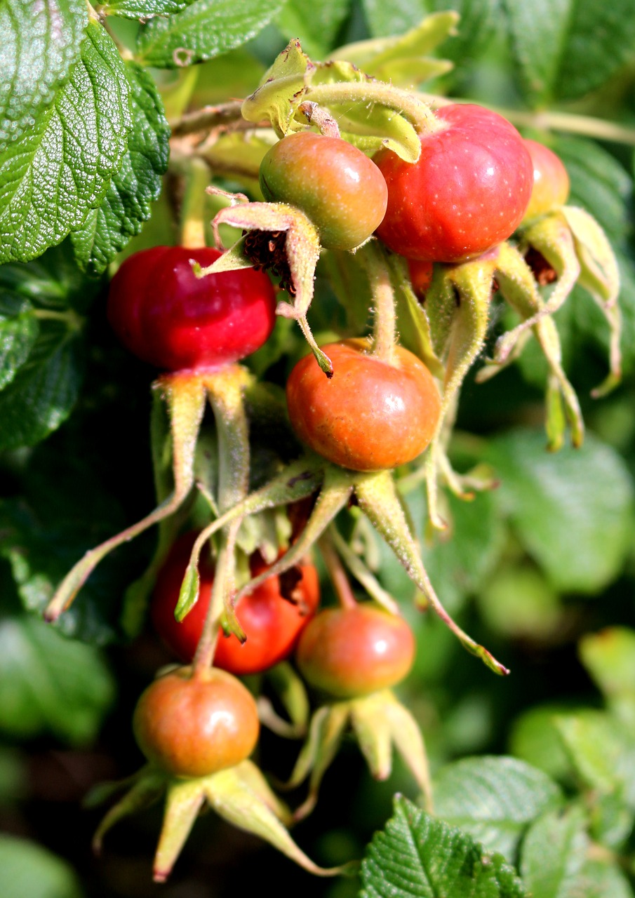 rose hip wild rose red free photo