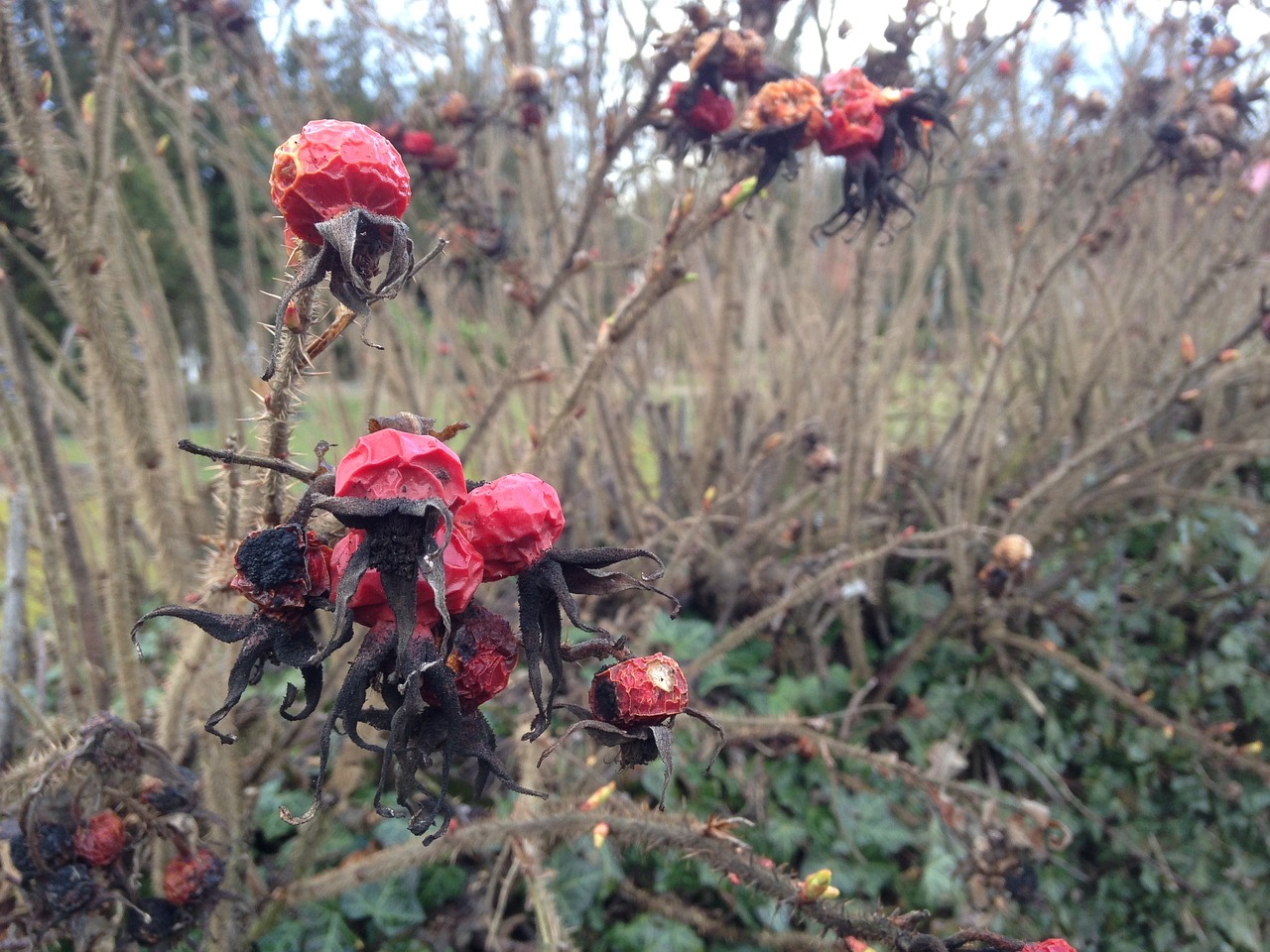 rose hip faded autumn free photo