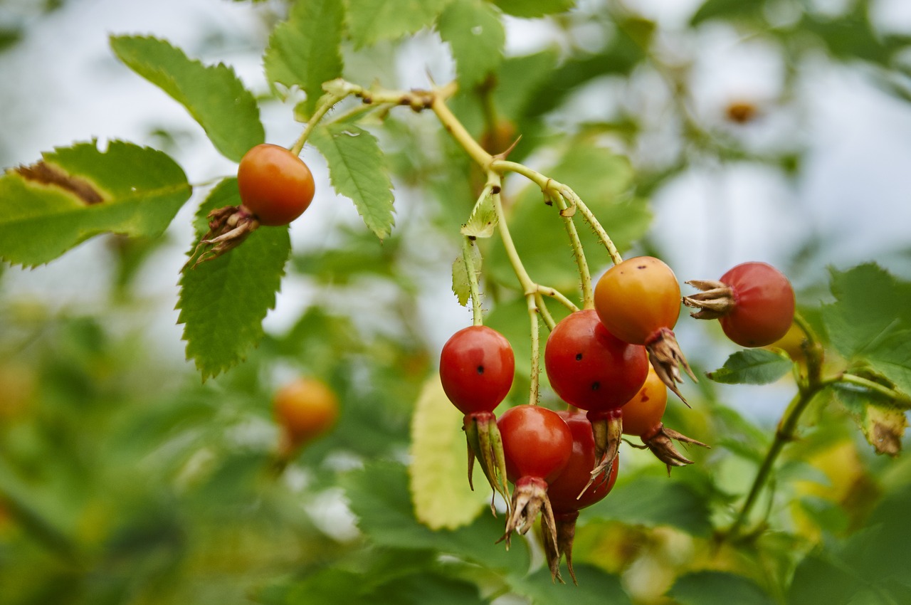 rose hip bush berry free photo