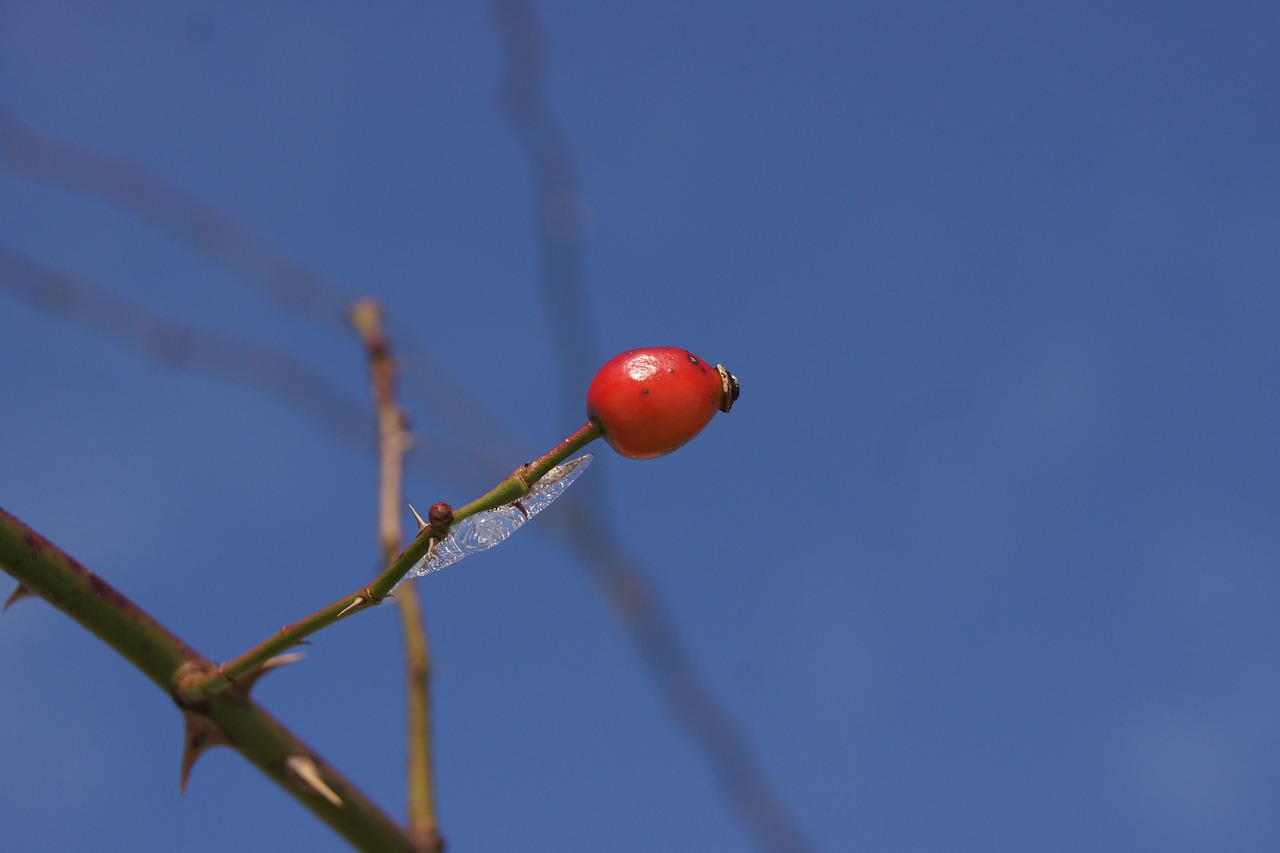 rose hip branch sky free photo