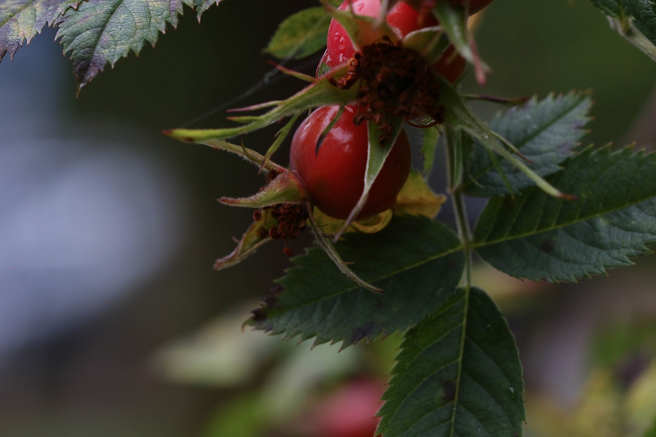 rose-hip herb growth free photo