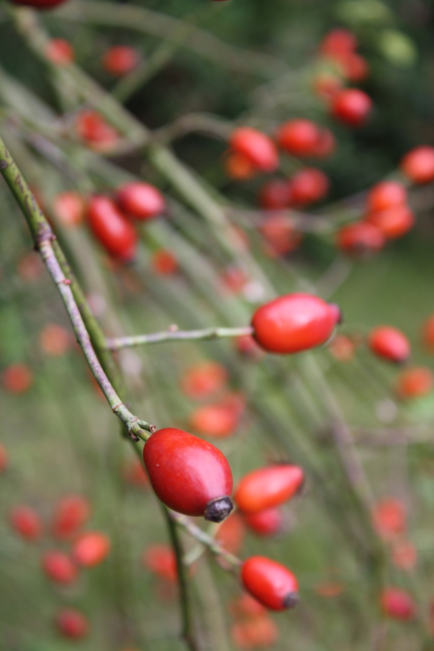 rose hip garden red free photo