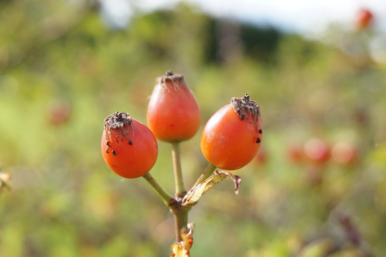 rose hip wild rose red free photo