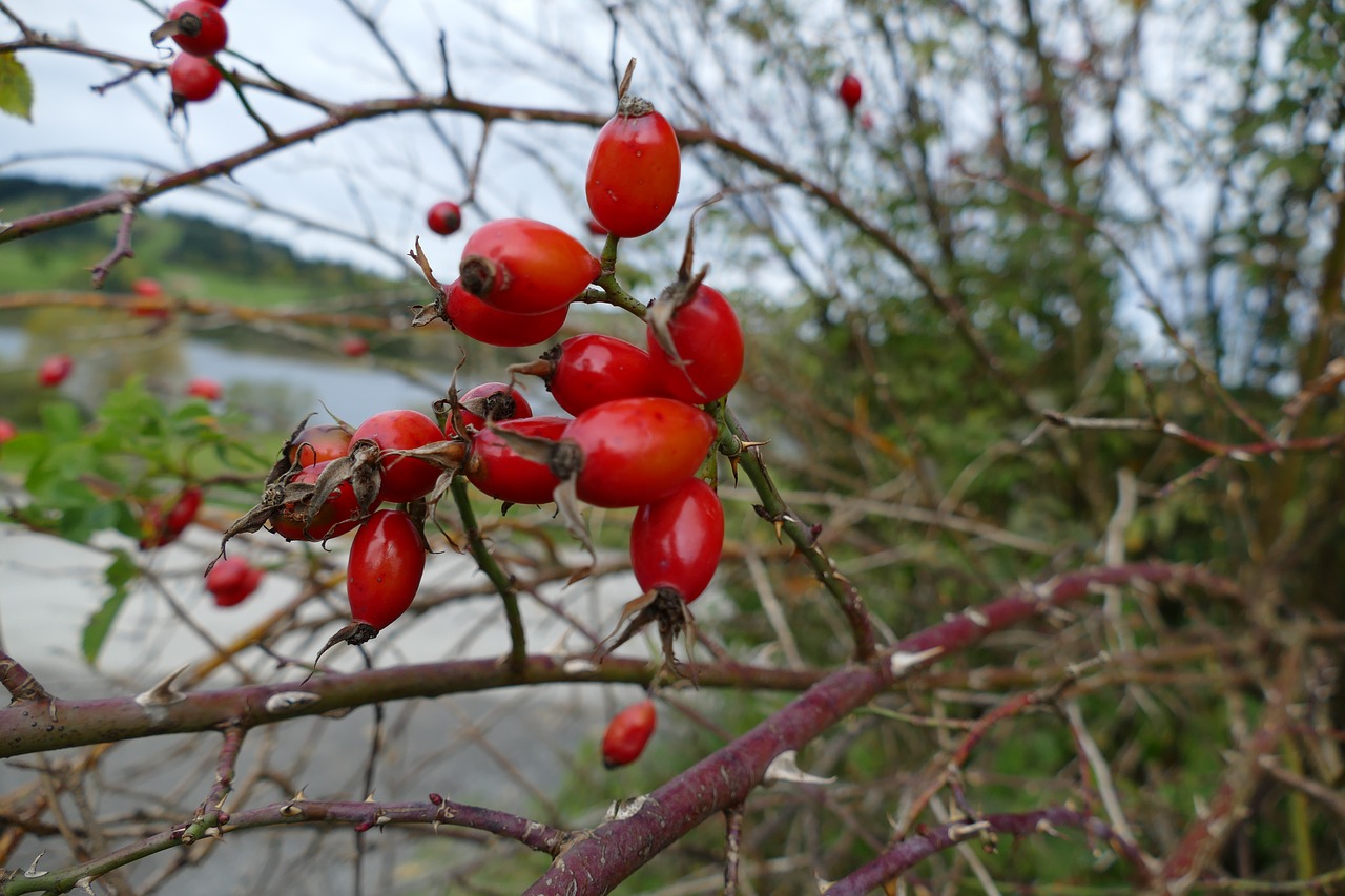 rose hip autumn fruits autumn free photo