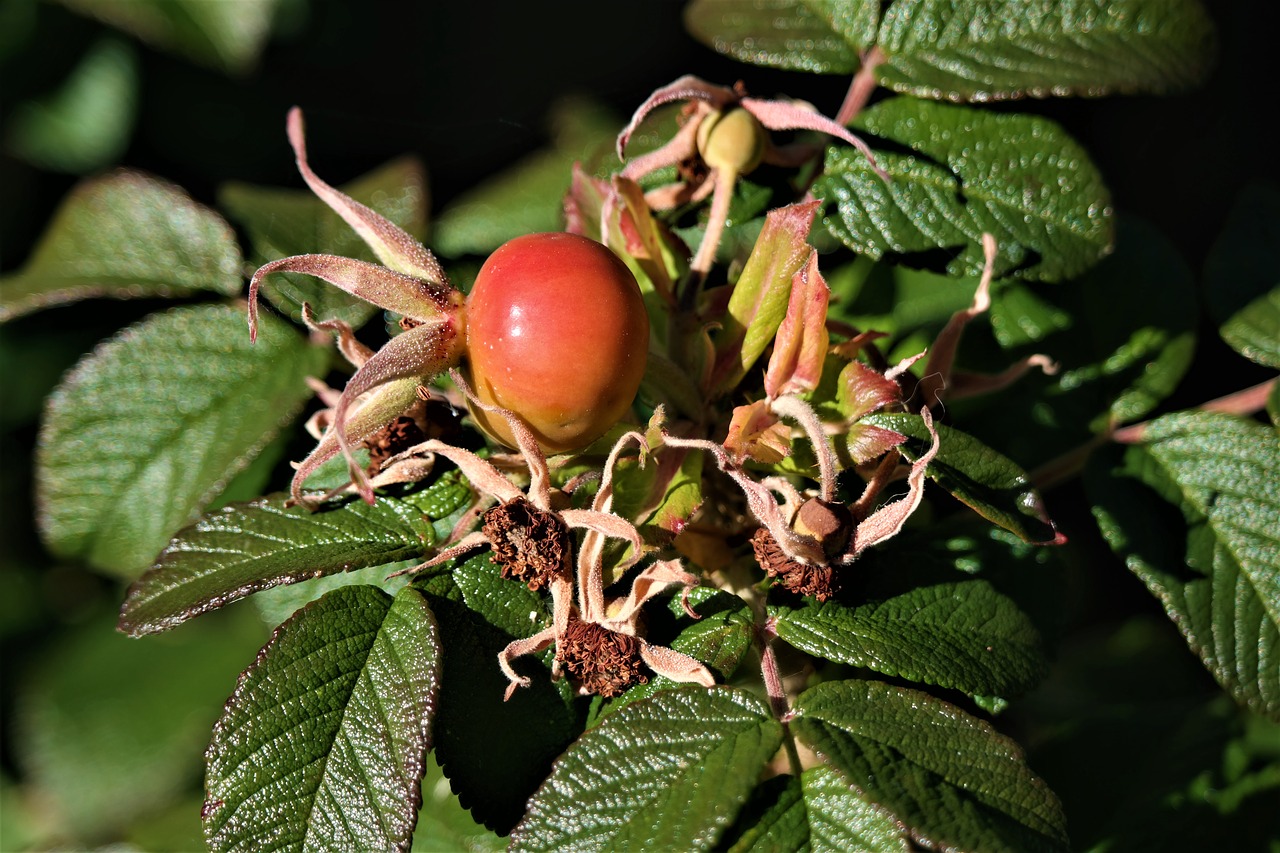 rose hip fruit autumn fruits free photo