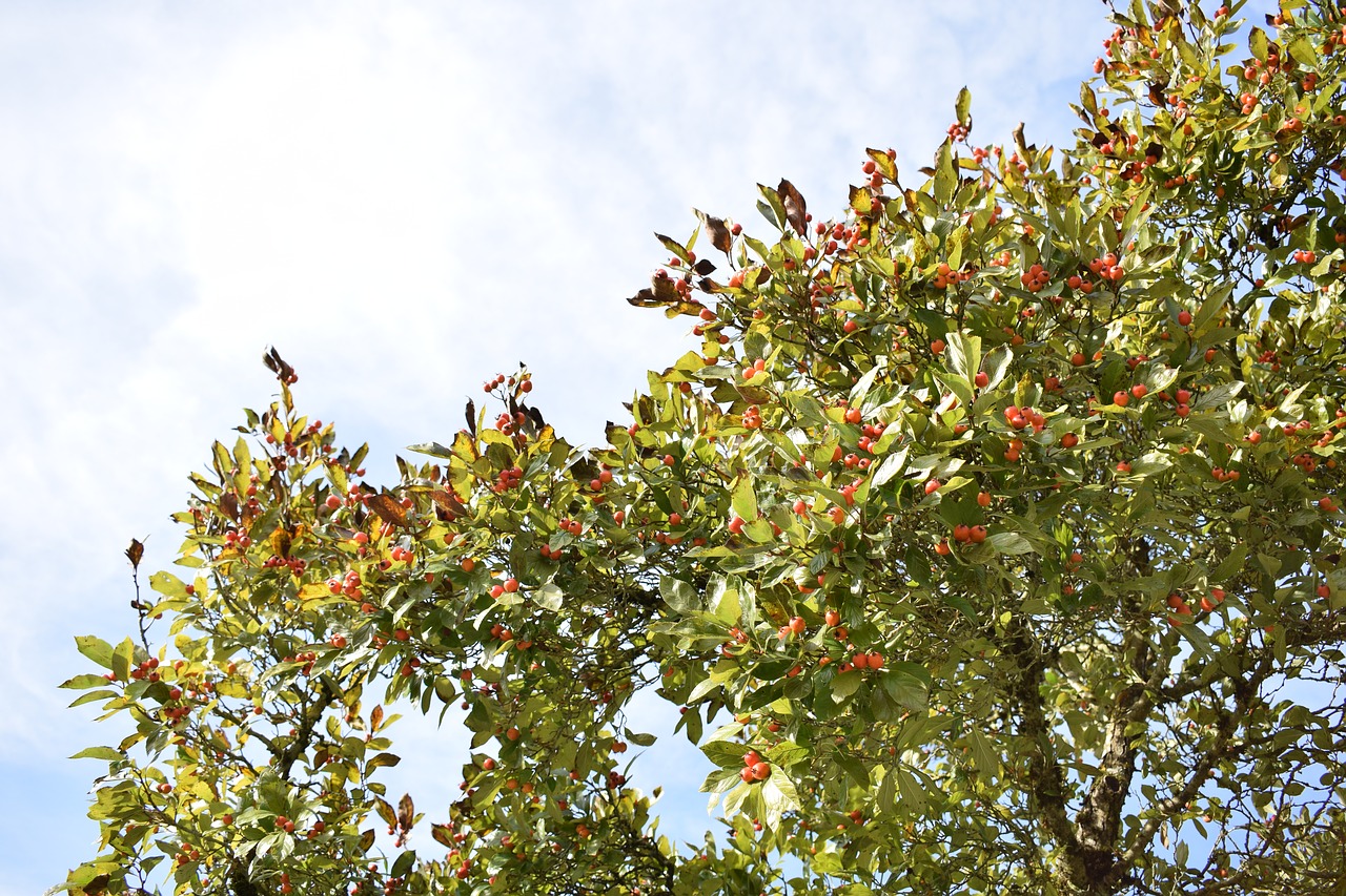 rose hip tree autumn fruit free photo