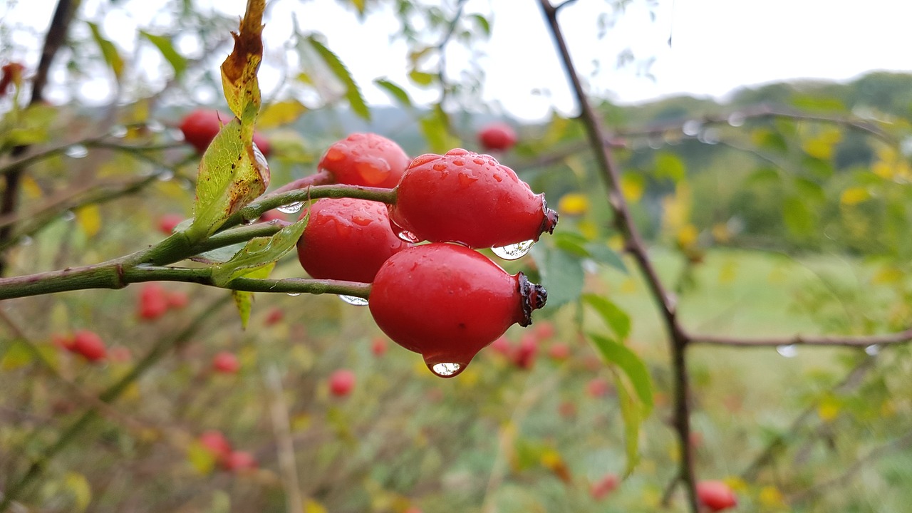 rose hip drop of water raindrop free photo