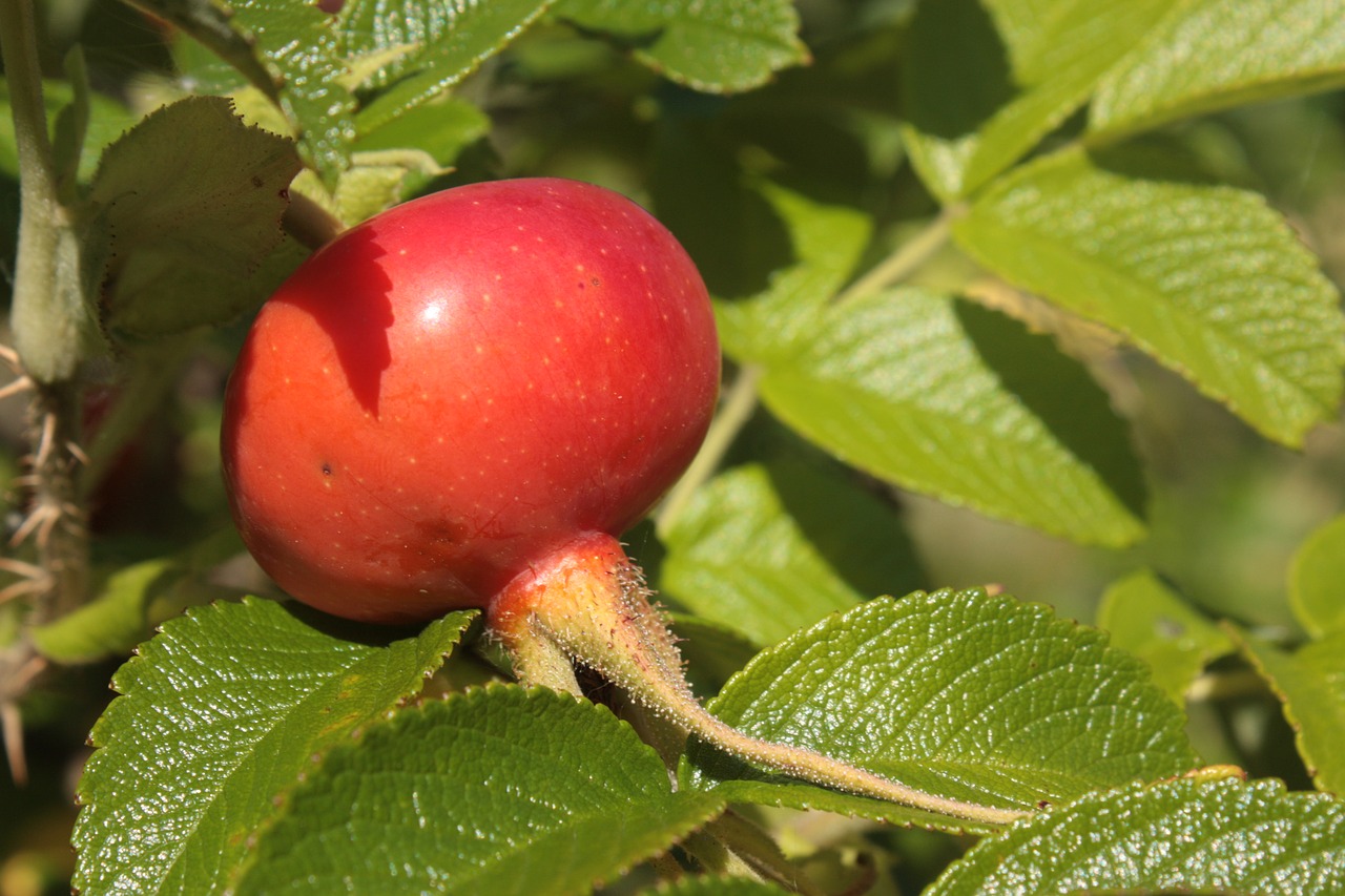 rose hip rose berry free photo