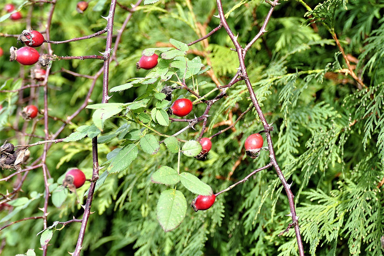 rose hip bush red free photo