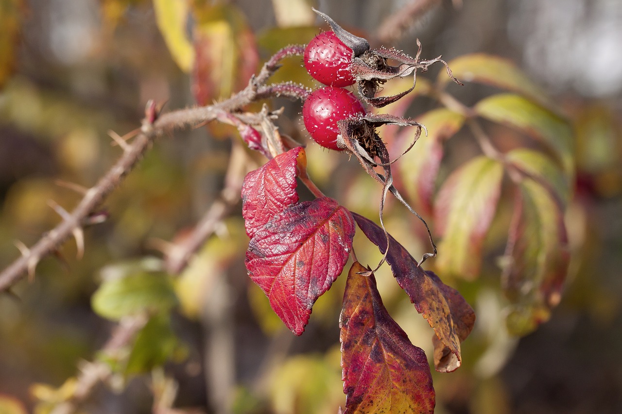 rose hip autumn red free photo