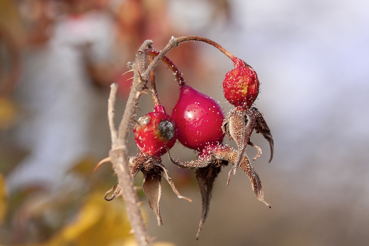 rose hip autumn red free photo