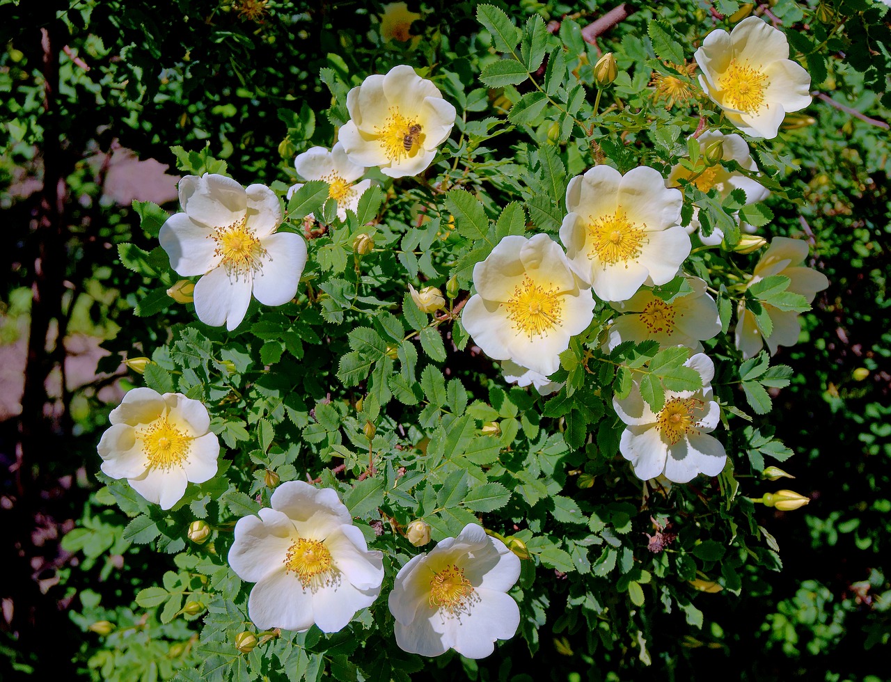 rose hip  bloom  shrub free photo