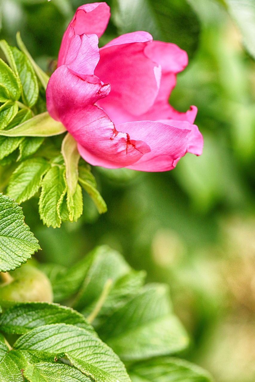 rose hip  nature  summer free photo