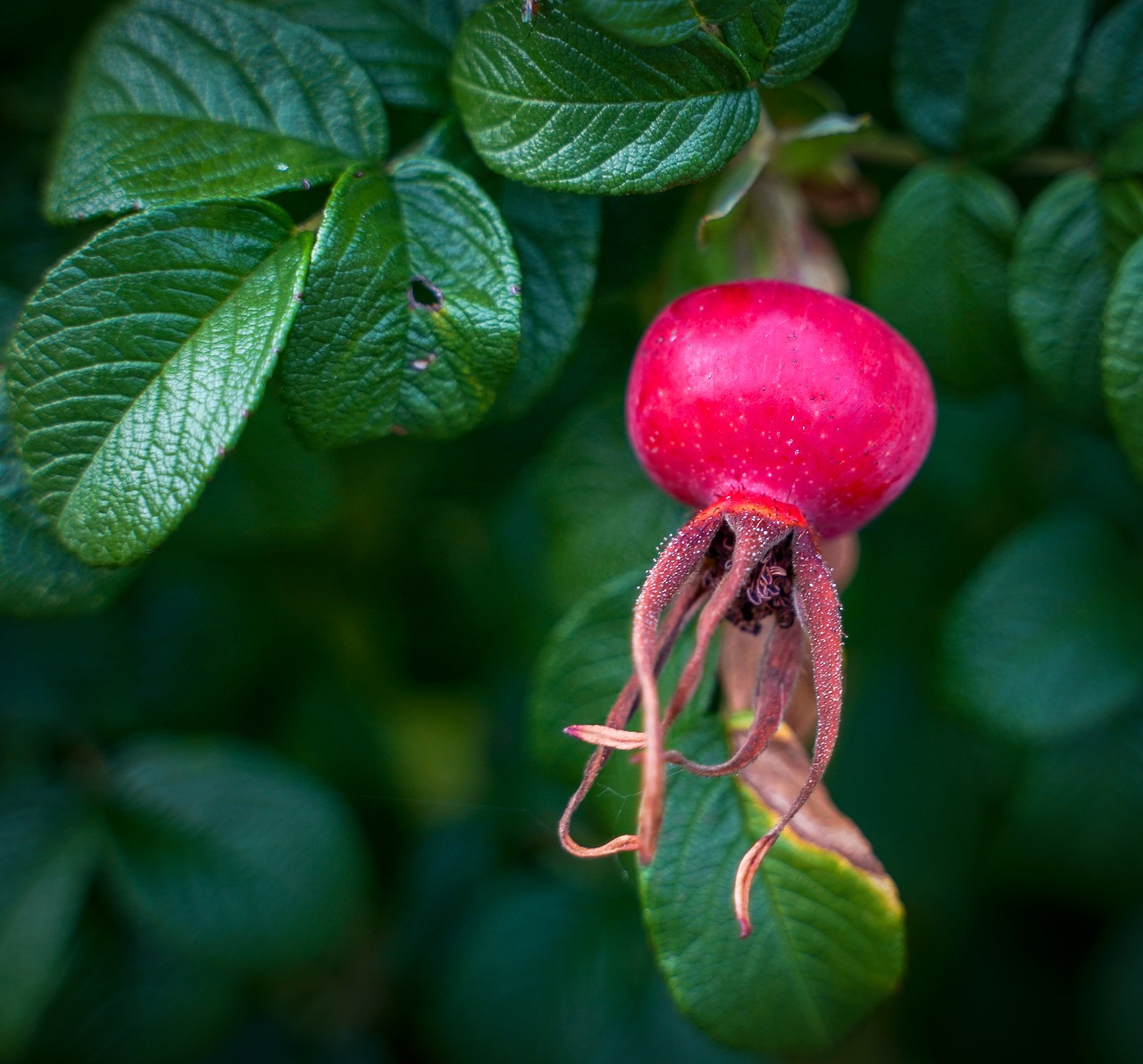 rose hip  wild rose bush  fruit free photo