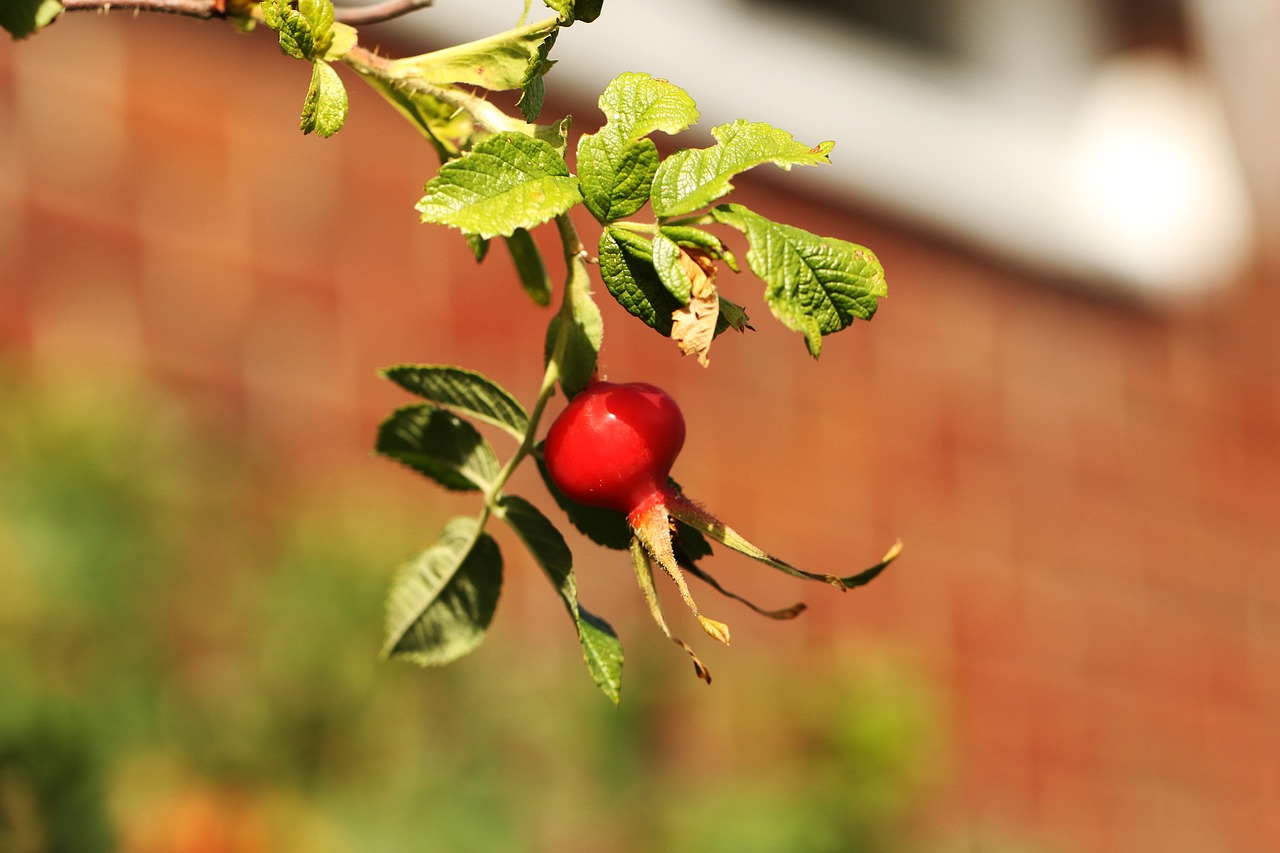 rose hip  fruit  nature free photo