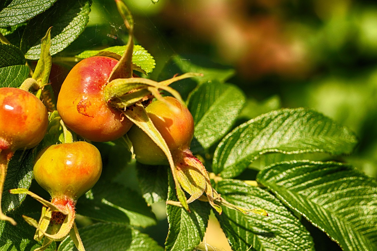 rose hip  fruit  nature free photo