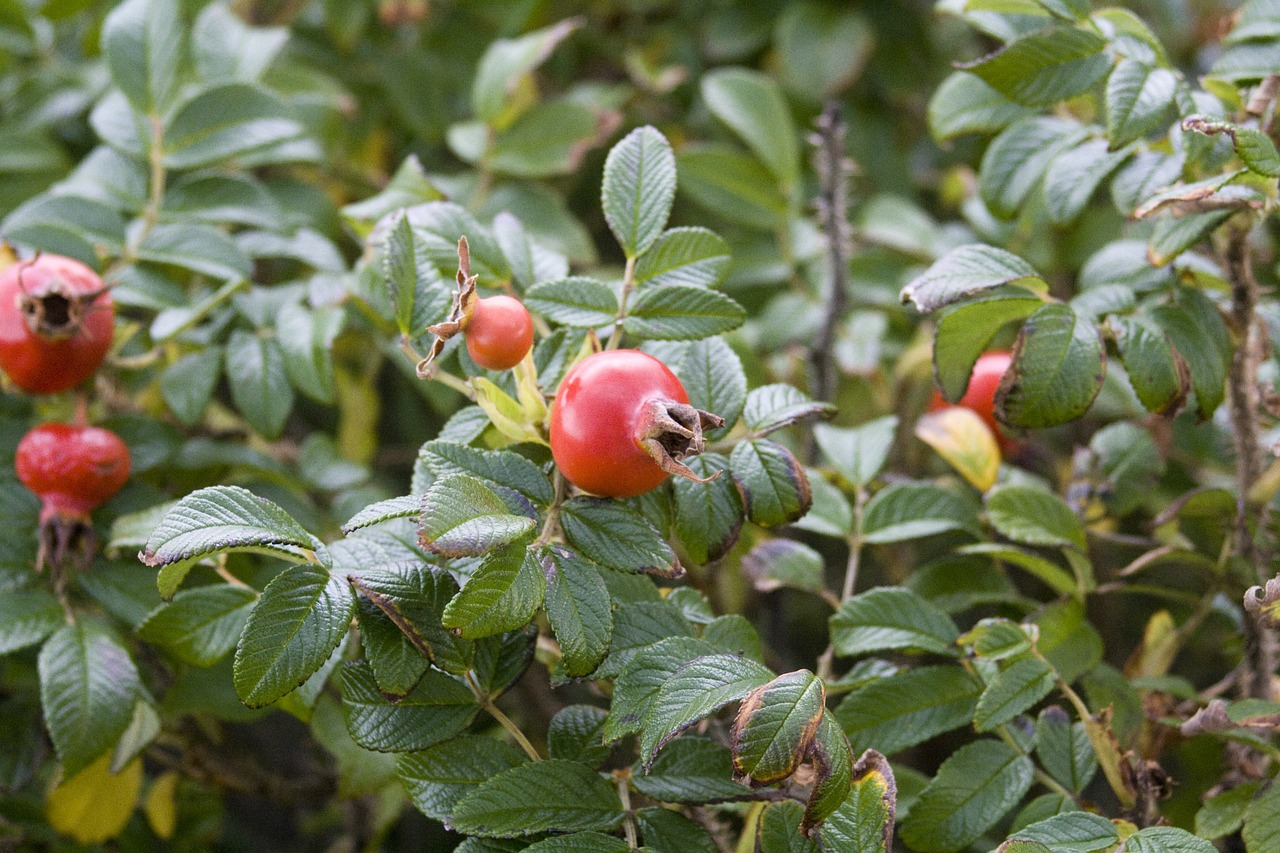 rose hip red summer free photo