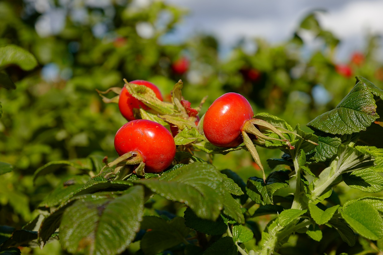 rose hip  plant  fruit free photo