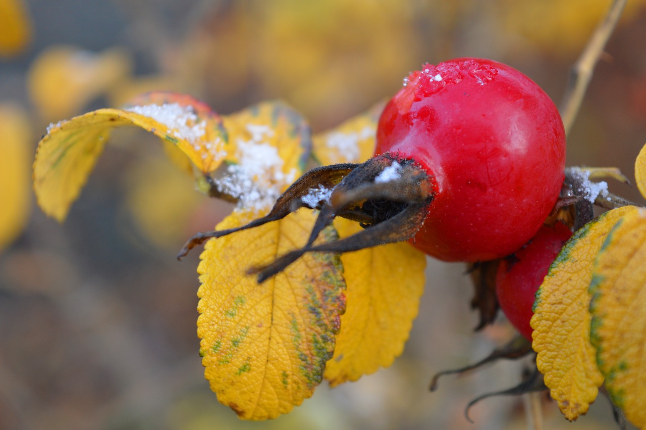 rose hip  autumn  autumn mood free photo