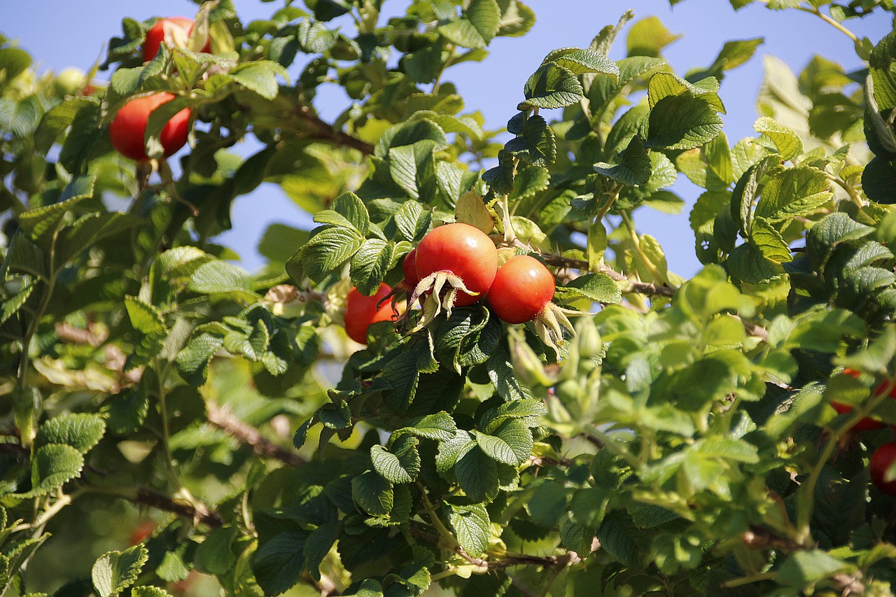 rose hip  plant  fruit free photo