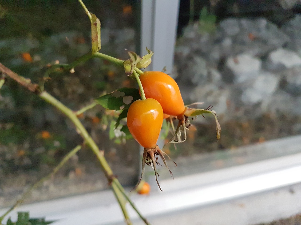 rose hip  plant  leaf free photo