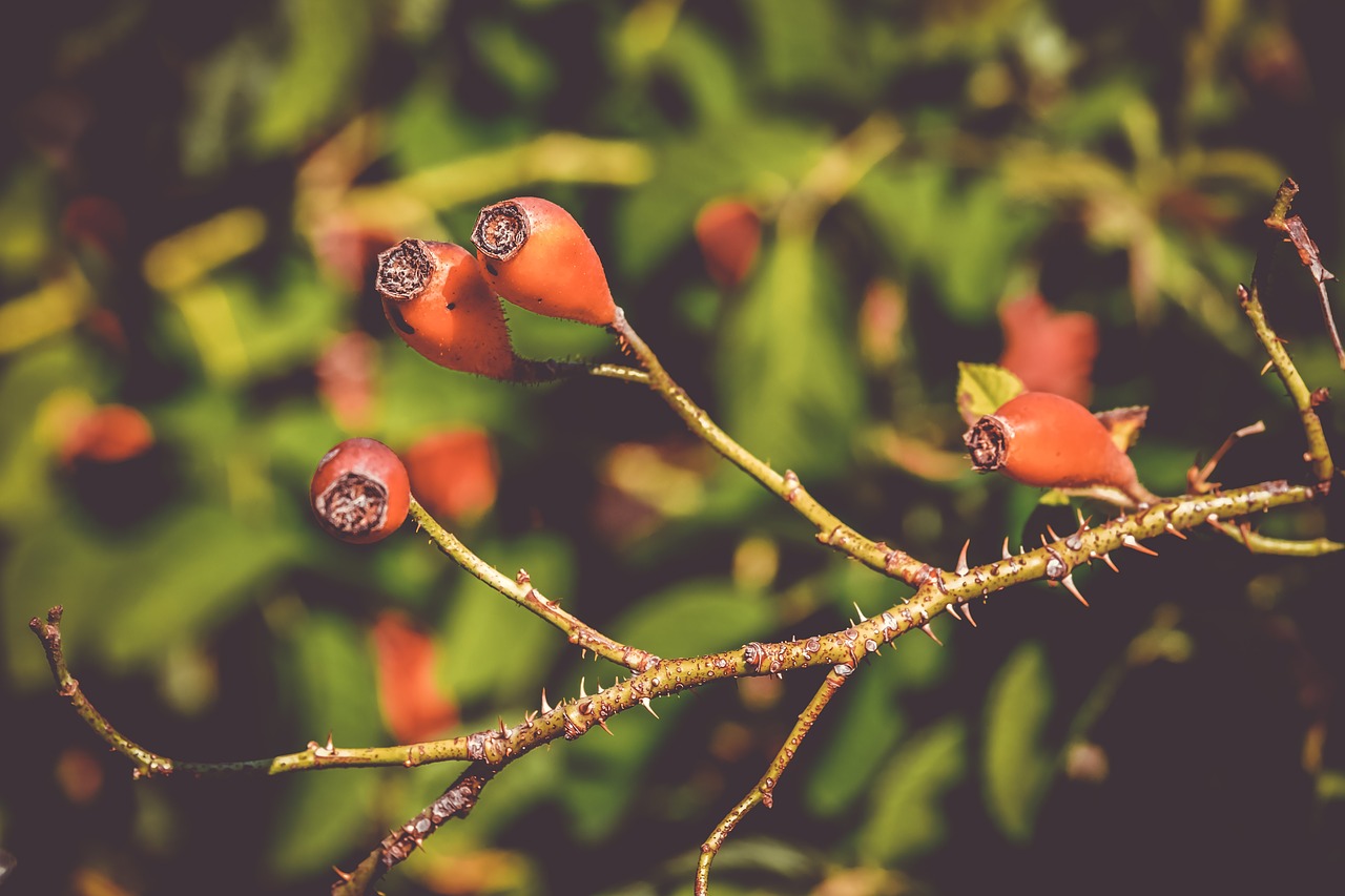 rose hip  canina  fruit free photo