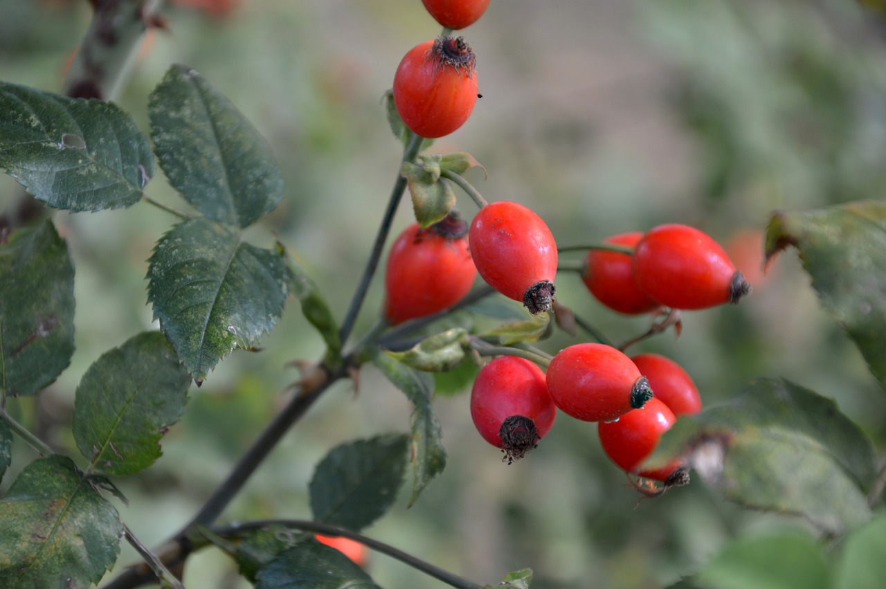 rose hip  wild rose  bush free photo