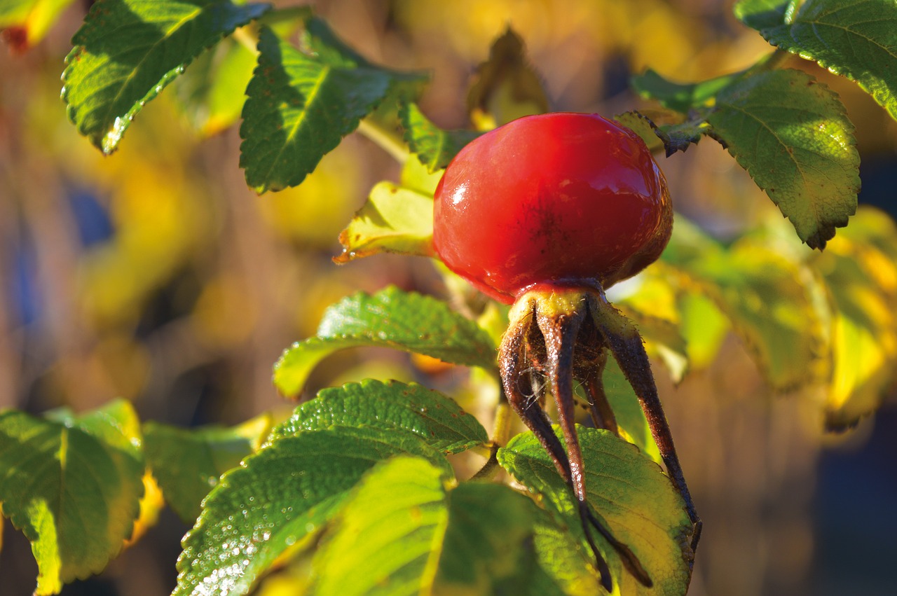 rose hip  autumn mood  wild rose free photo