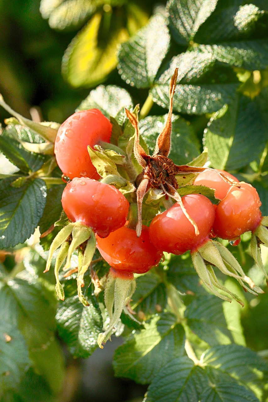 rose hip  herb  plant free photo