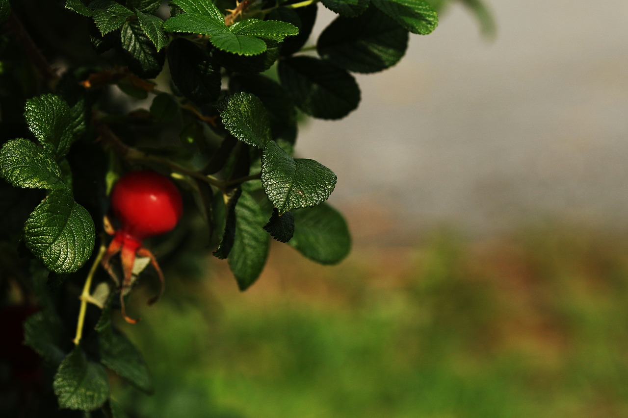 rose hip  nature  red free photo