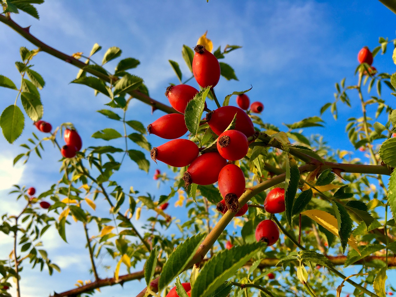 rose hip  plant  flora free photo