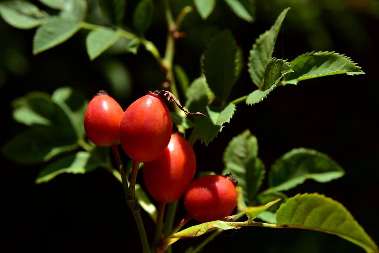 rose hip  berry  plant free photo