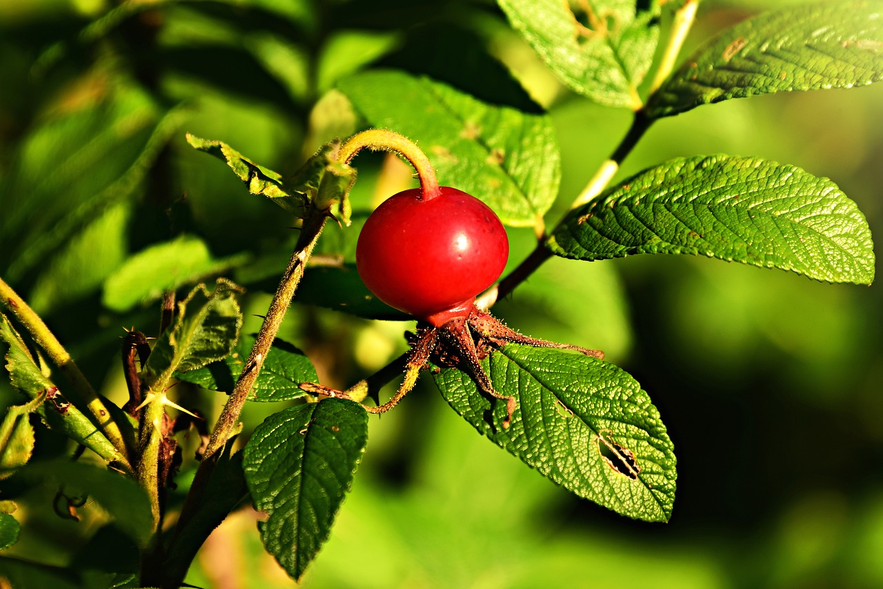 rose hip  fruit  rose bush free photo